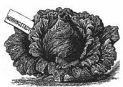 black and white illustration of winnigstadt cabbage with dark leaves and a circular head with…